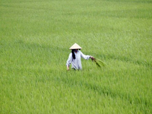 vietnam_620x465.jpg